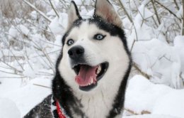 В армии Динии есть собачьи упряжки